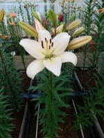 [5116 Champion Diamond DJ No02.JPG]